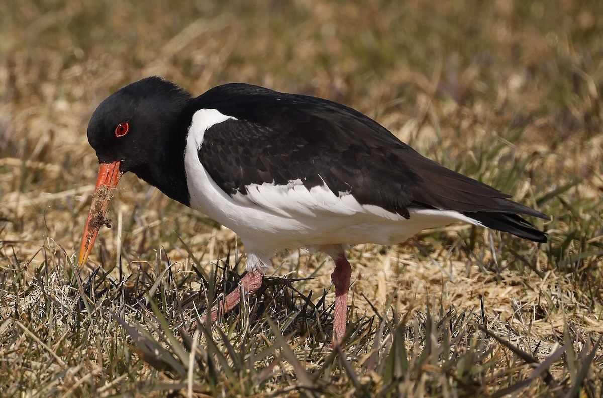 Eurasian Oystercatcher - ML617313561