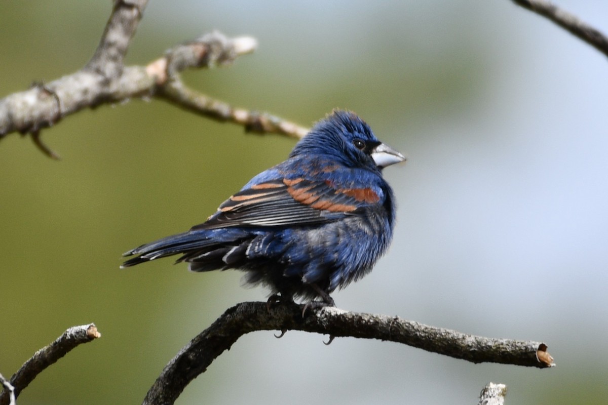 Blue Grosbeak - ML617313566