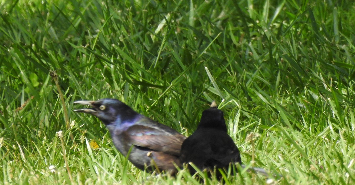 Common Grackle - ML617313568