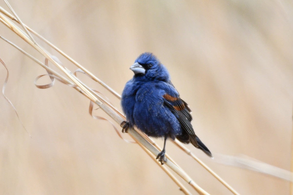 Blue Grosbeak - ML617313585