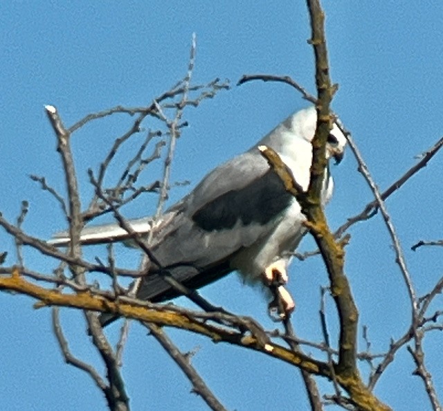 White-tailed Kite - ML617313600