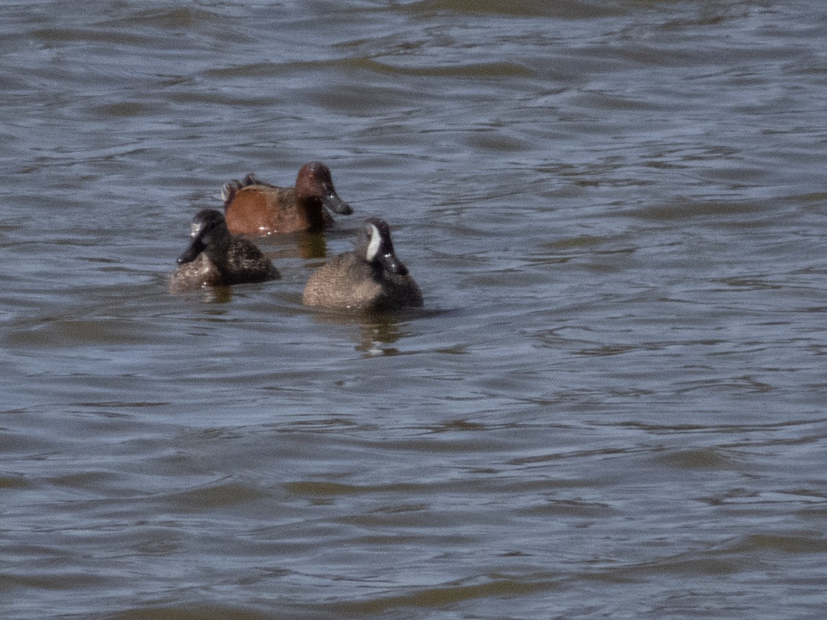 Cinnamon Teal - ML617313605