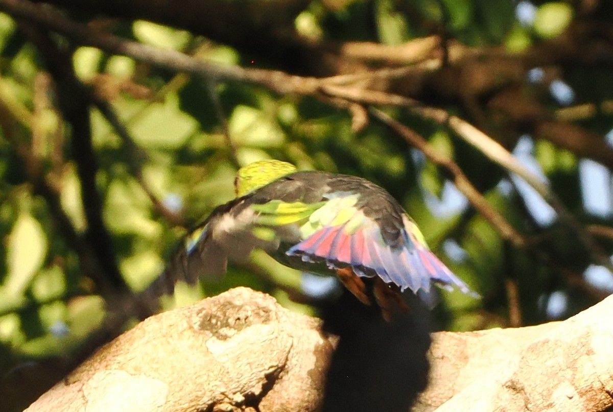 Lilac-tailed Parrotlet - ML617313614