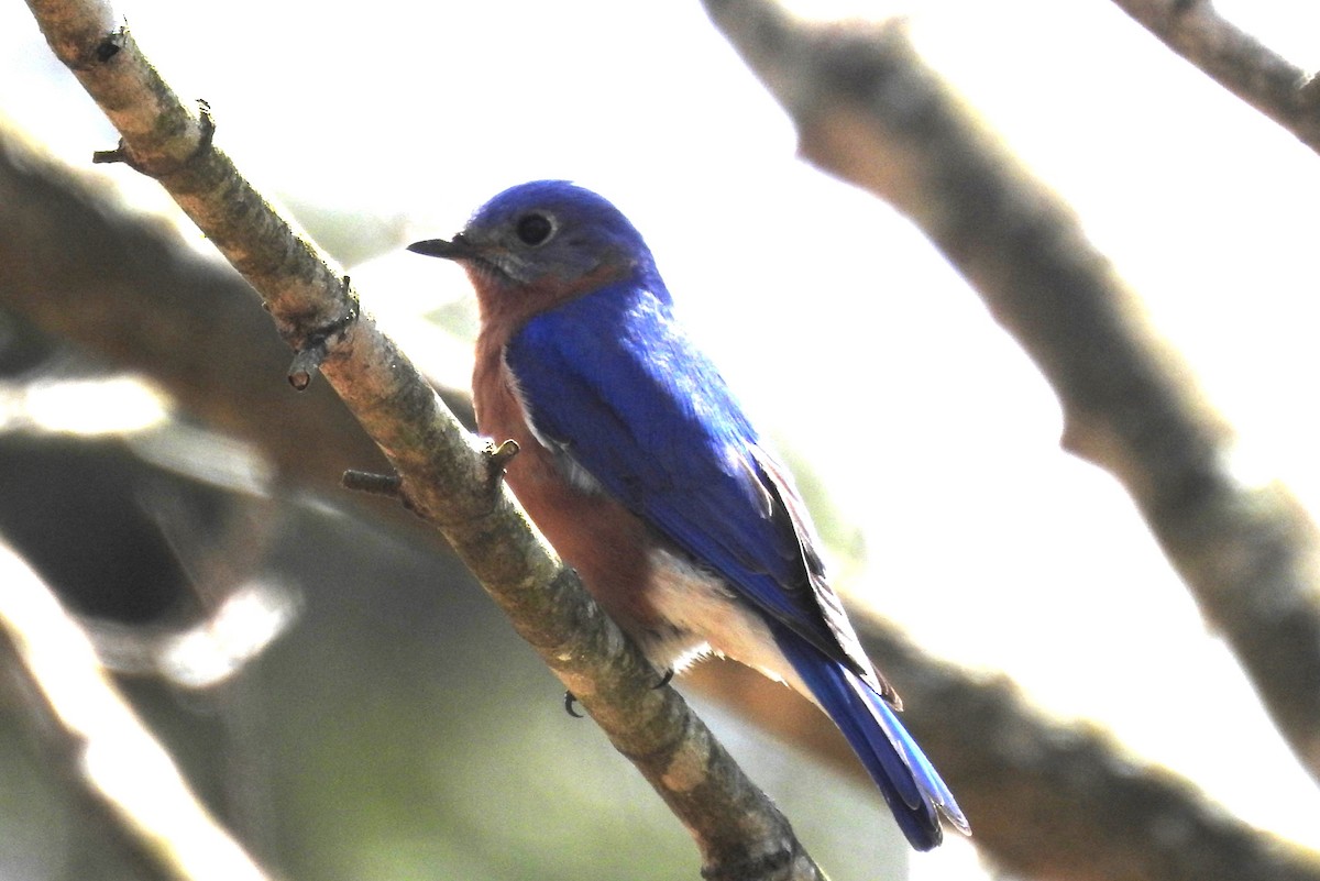 Eastern Bluebird - ML617313631