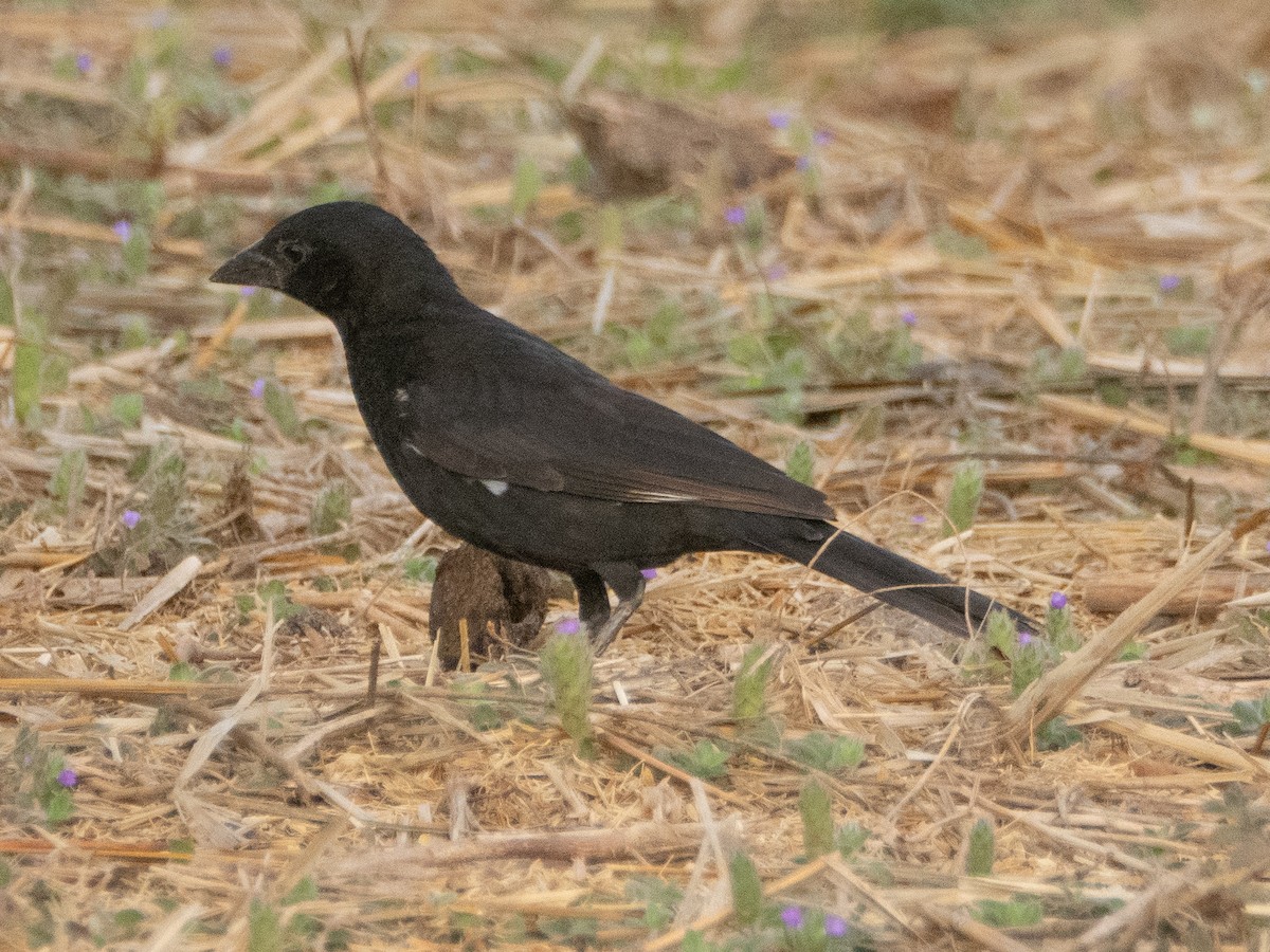 White-billed Buffalo-Weaver - ML617313632