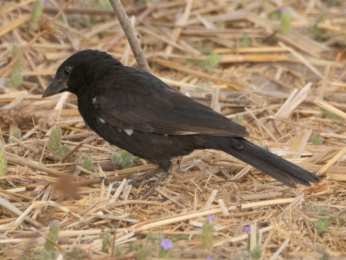 White-billed Buffalo-Weaver - ML617313633