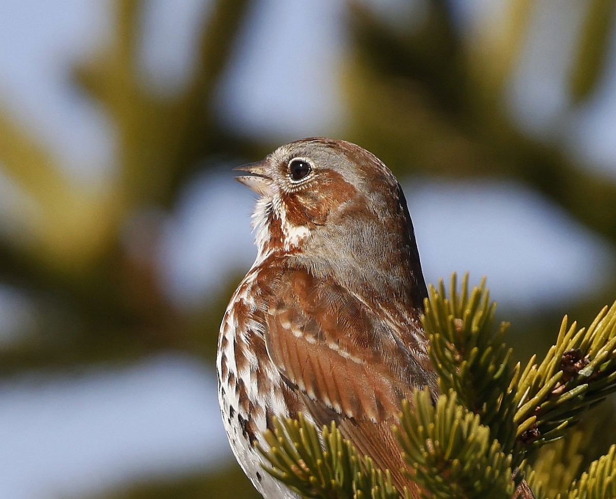 Fox Sparrow (Red) - ML617313712
