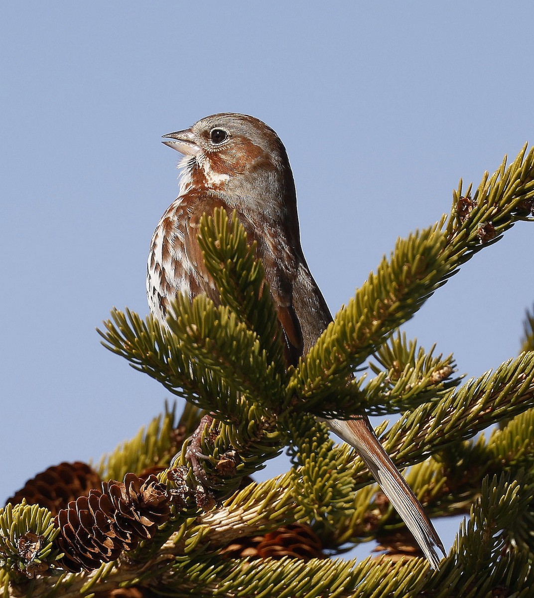 Fox Sparrow (Red) - ML617313713