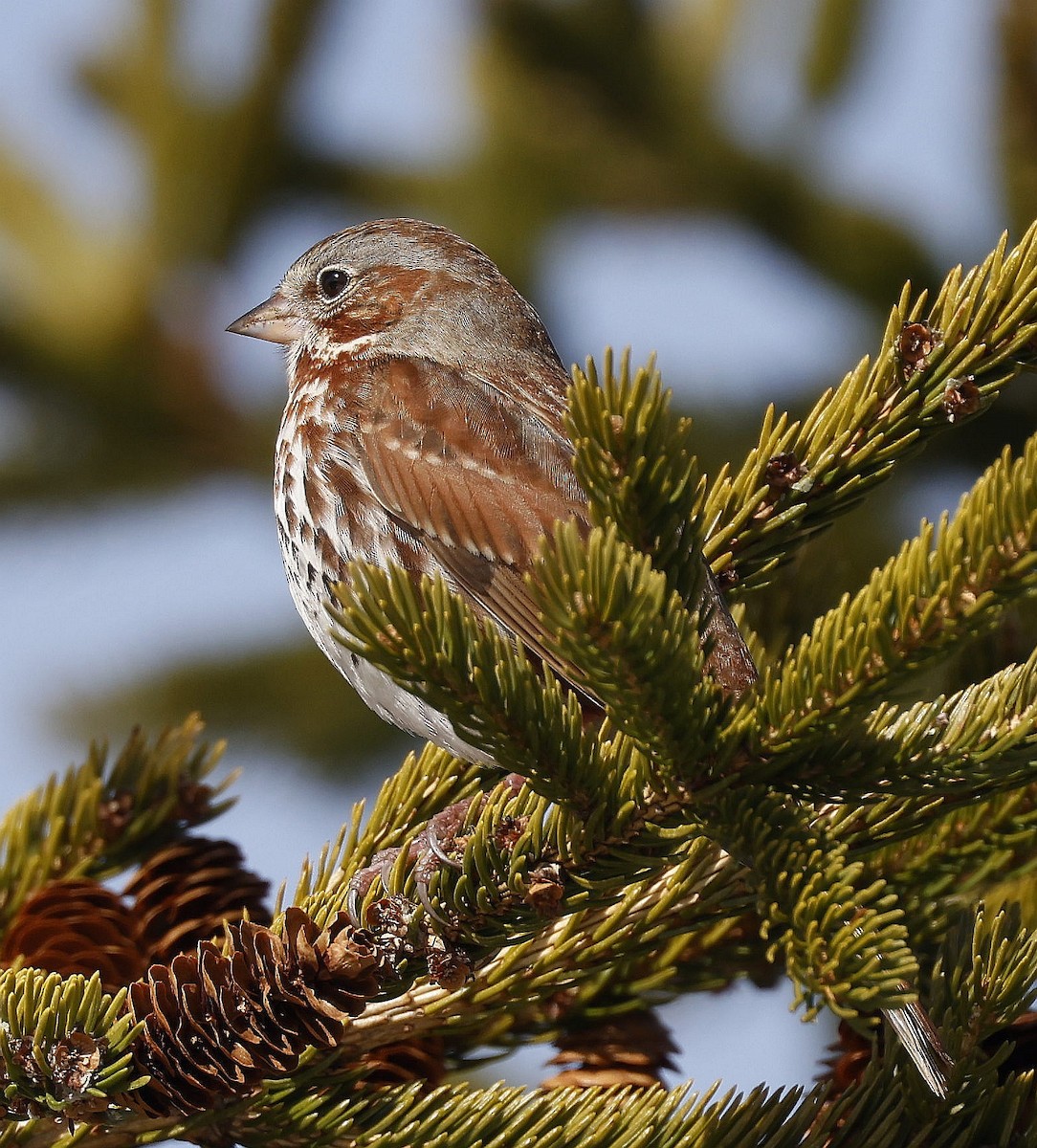 Fox Sparrow (Red) - ML617313714