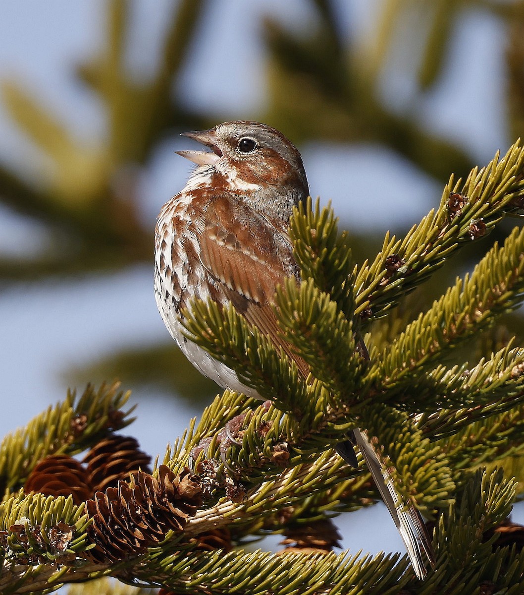 Fox Sparrow (Red) - ML617313715