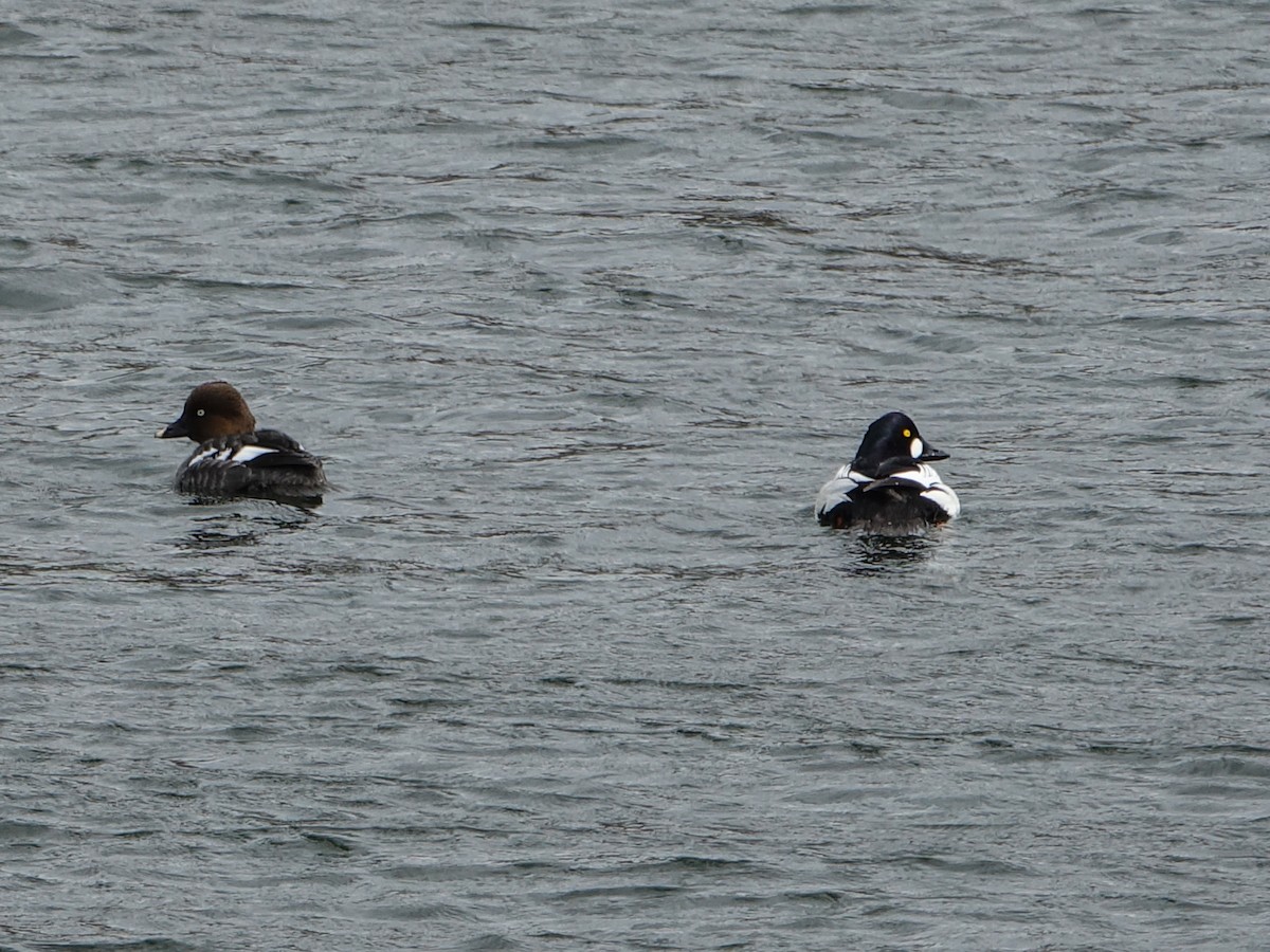 Common Goldeneye - Denisette Laf