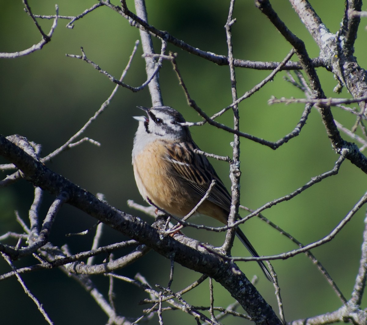 Rock Bunting - ML617313726