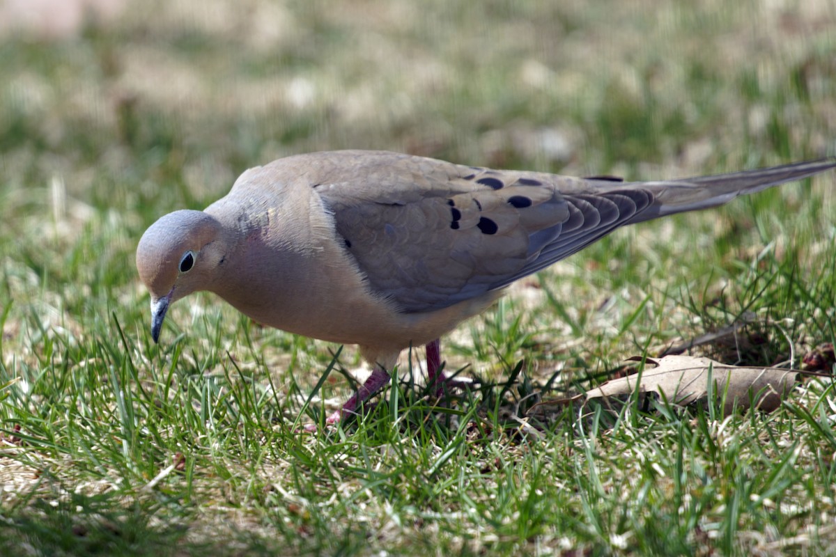 Mourning Dove - ML617313727