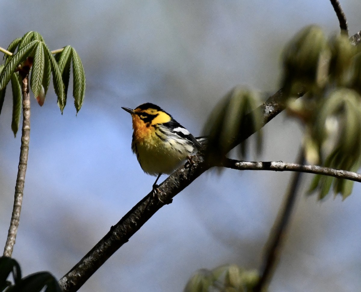 Blackburnian Warbler - ML617313731