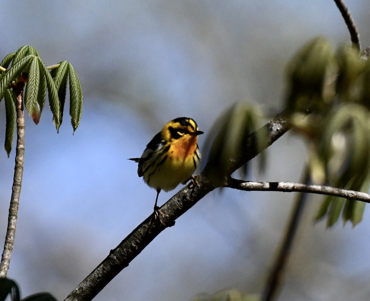 Blackburnian Warbler - ML617313732