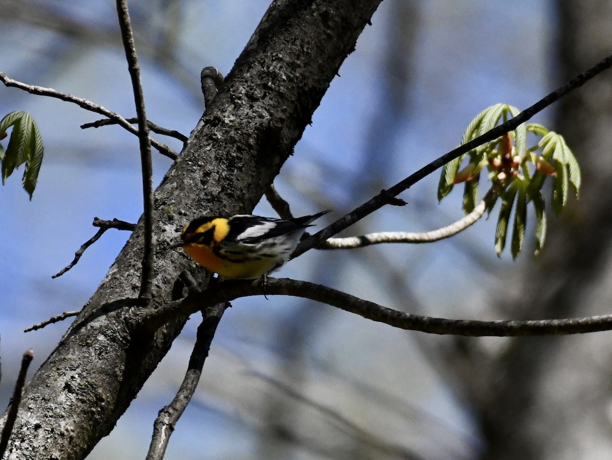 Blackburnian Warbler - ML617313734