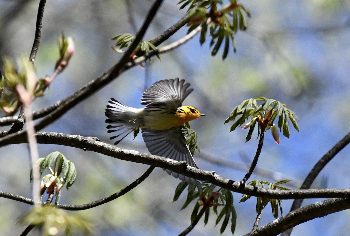 Blackburnian Warbler - ML617313736