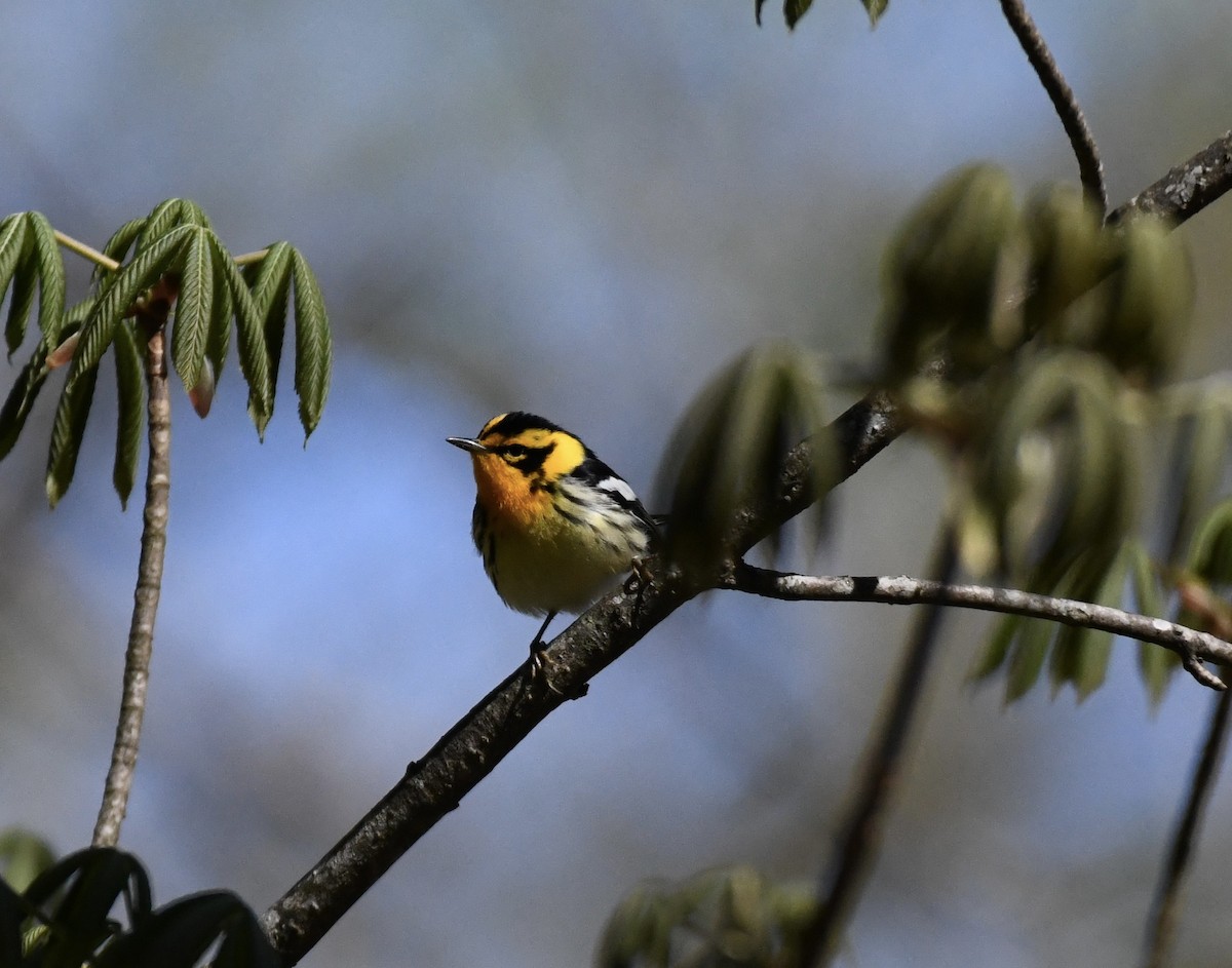 Blackburnian Warbler - ML617313737