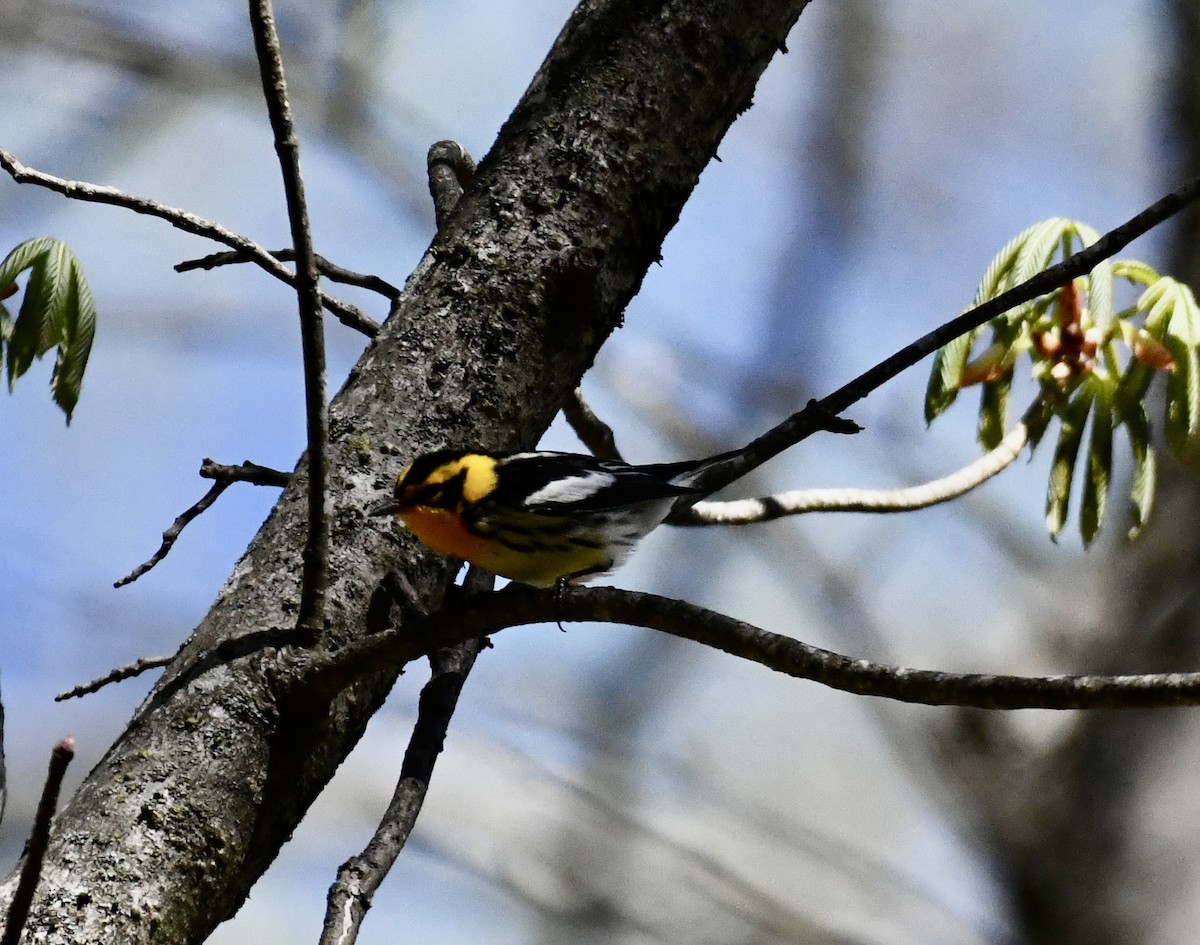 Blackburnian Warbler - ML617313739