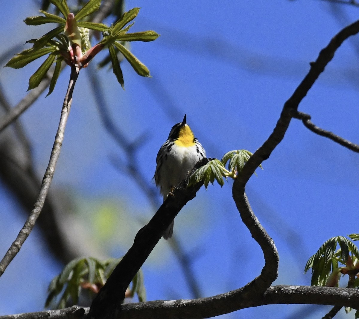 Yellow-throated Warbler - ML617313774