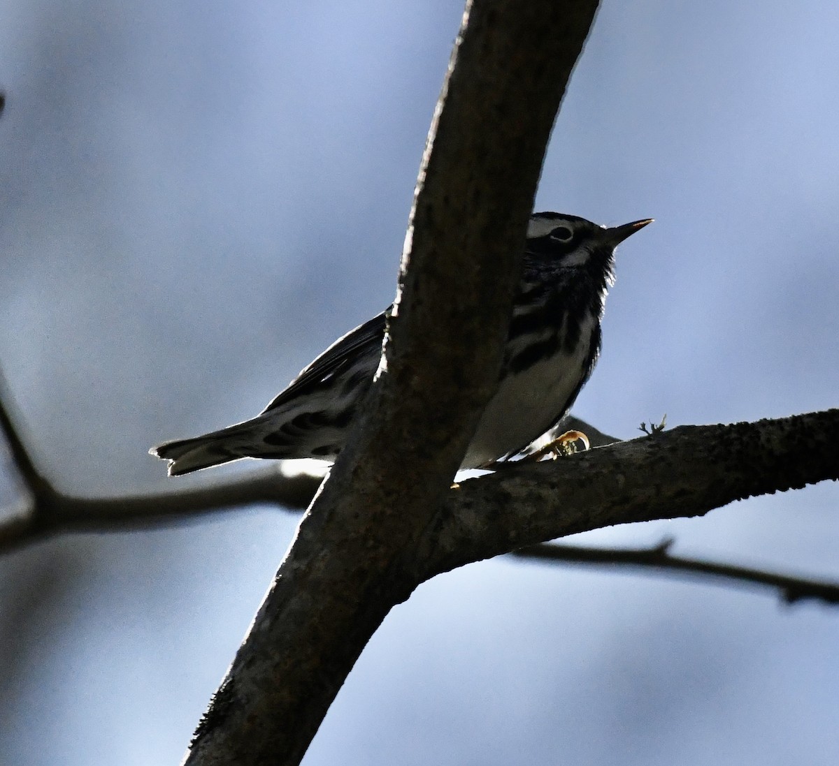 Black-and-white Warbler - ML617313795