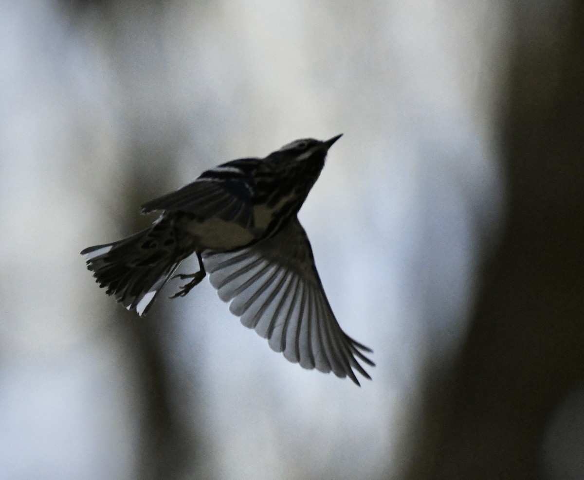 Black-and-white Warbler - ML617313796