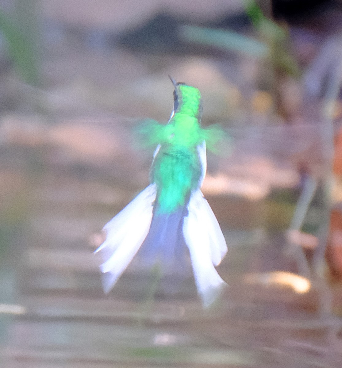 Colibrí Hada Occidental - ML617313816