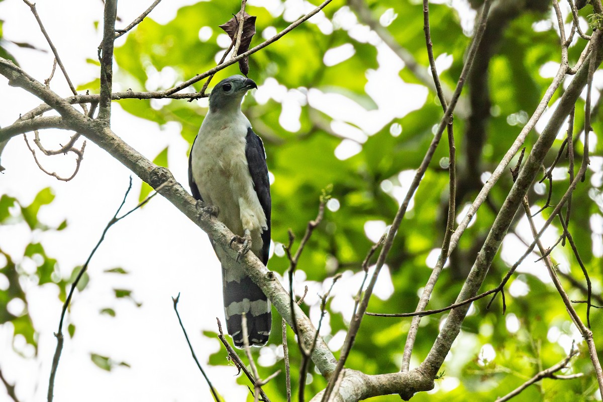 Gray-headed Kite - Sandy & Bob Sipe