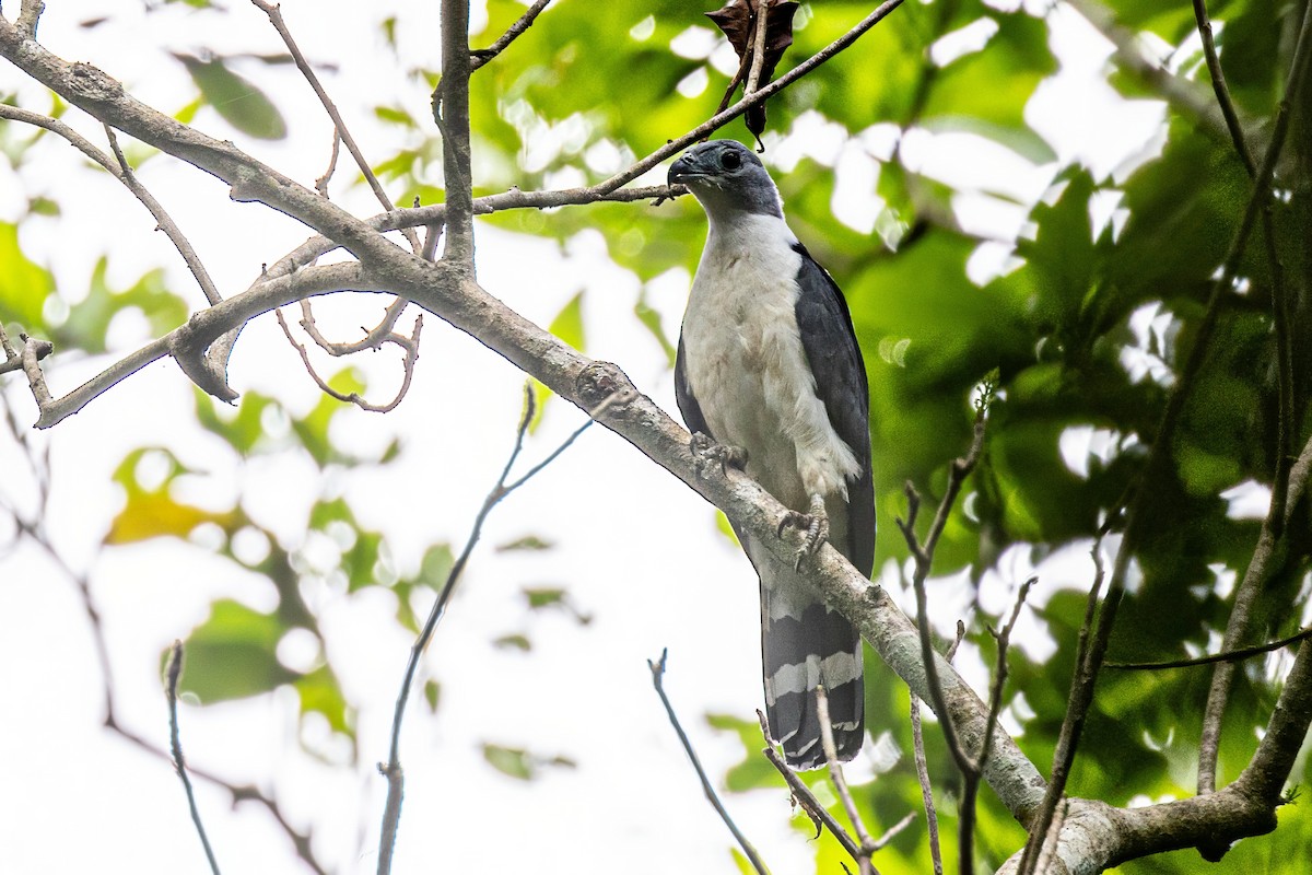Gray-headed Kite - ML617313918