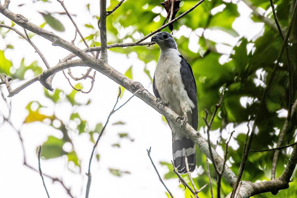 Gray-headed Kite - Sandy & Bob Sipe