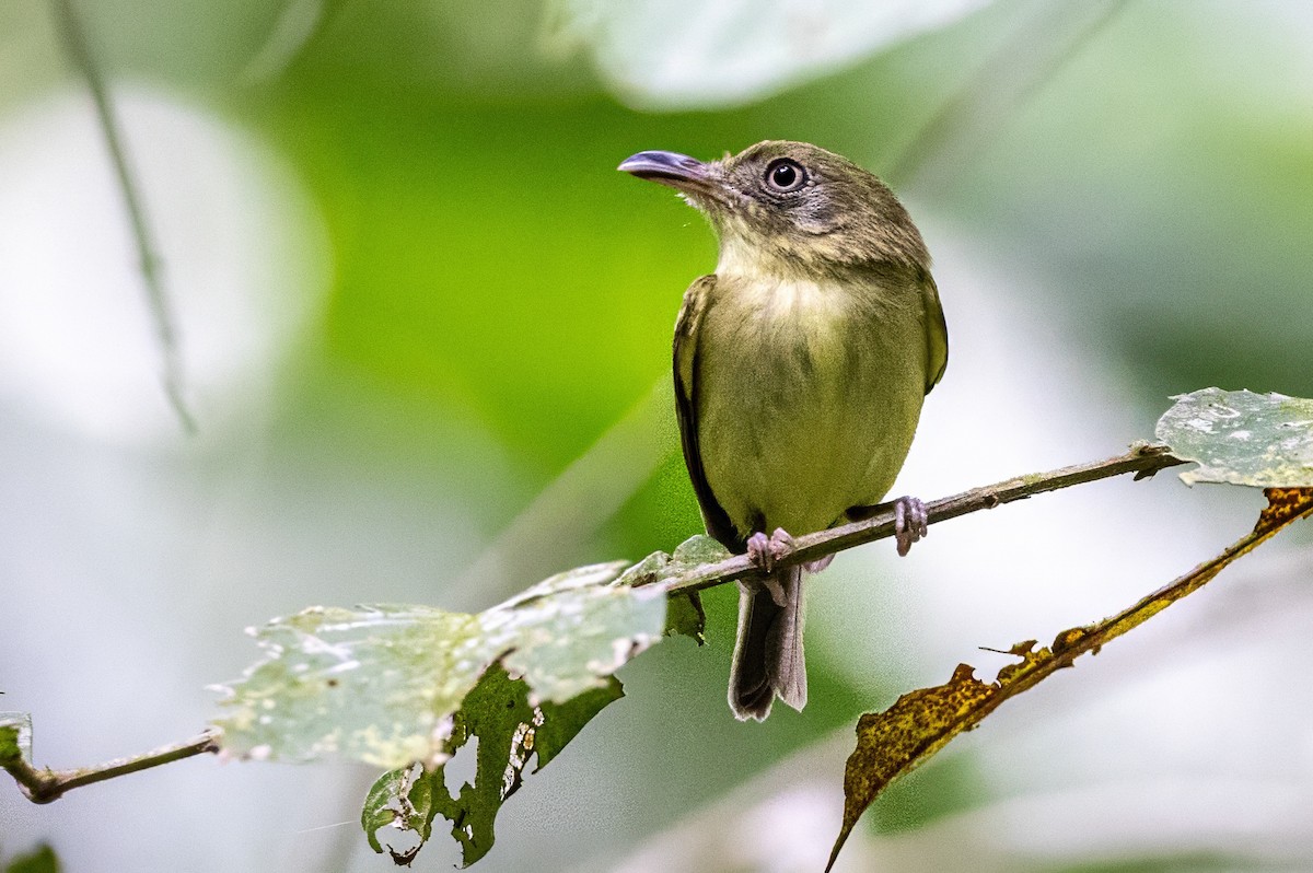 Mosquerito Piquicurvo Sureño - ML617313928