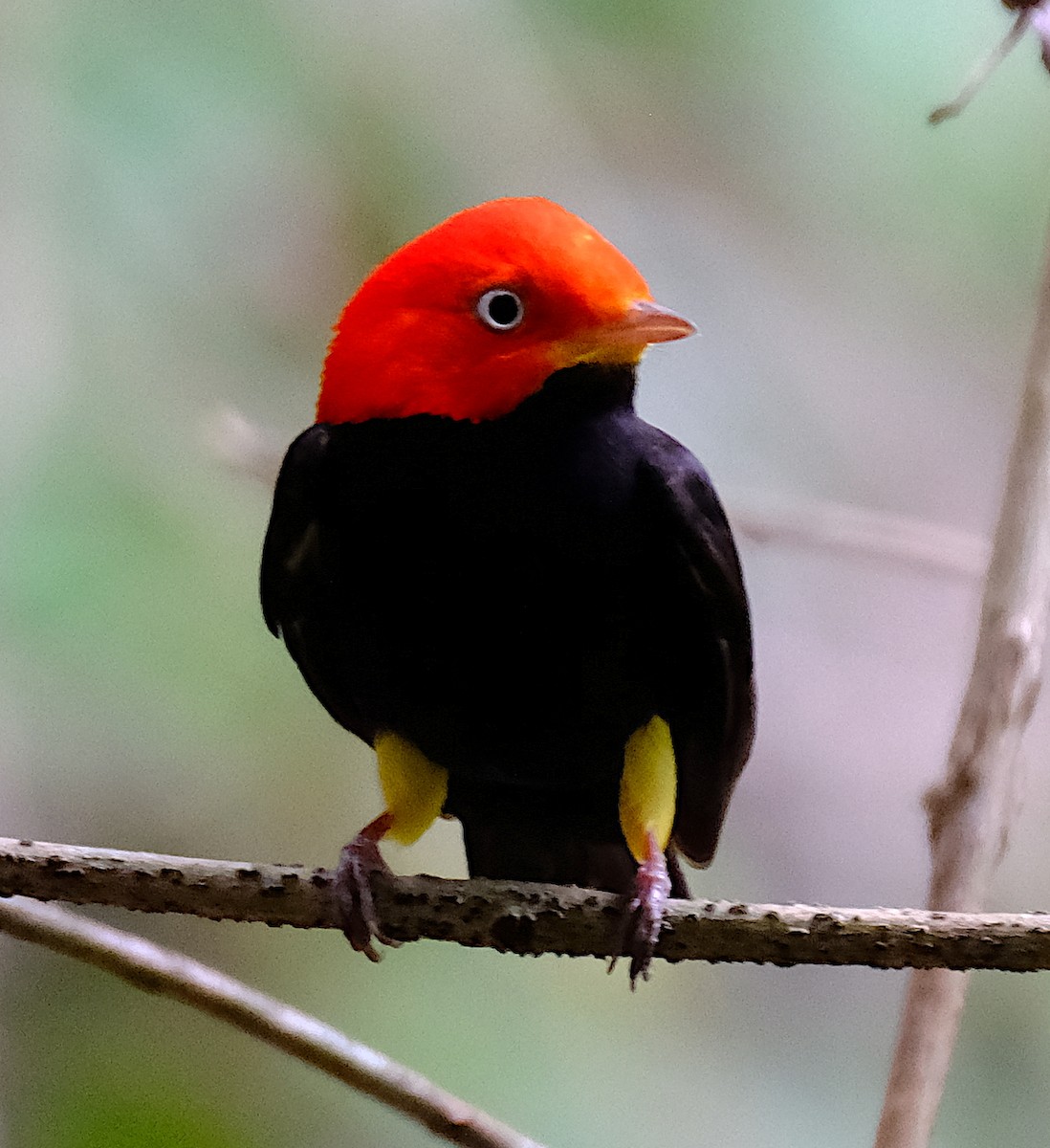 Manakin à cuisses jaunes - ML617313929