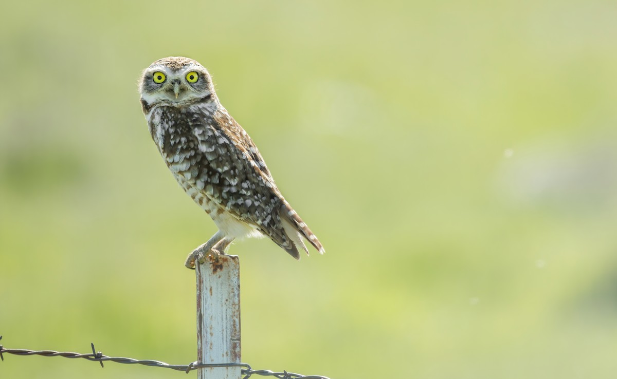 Burrowing Owl (Western) - ML617313935