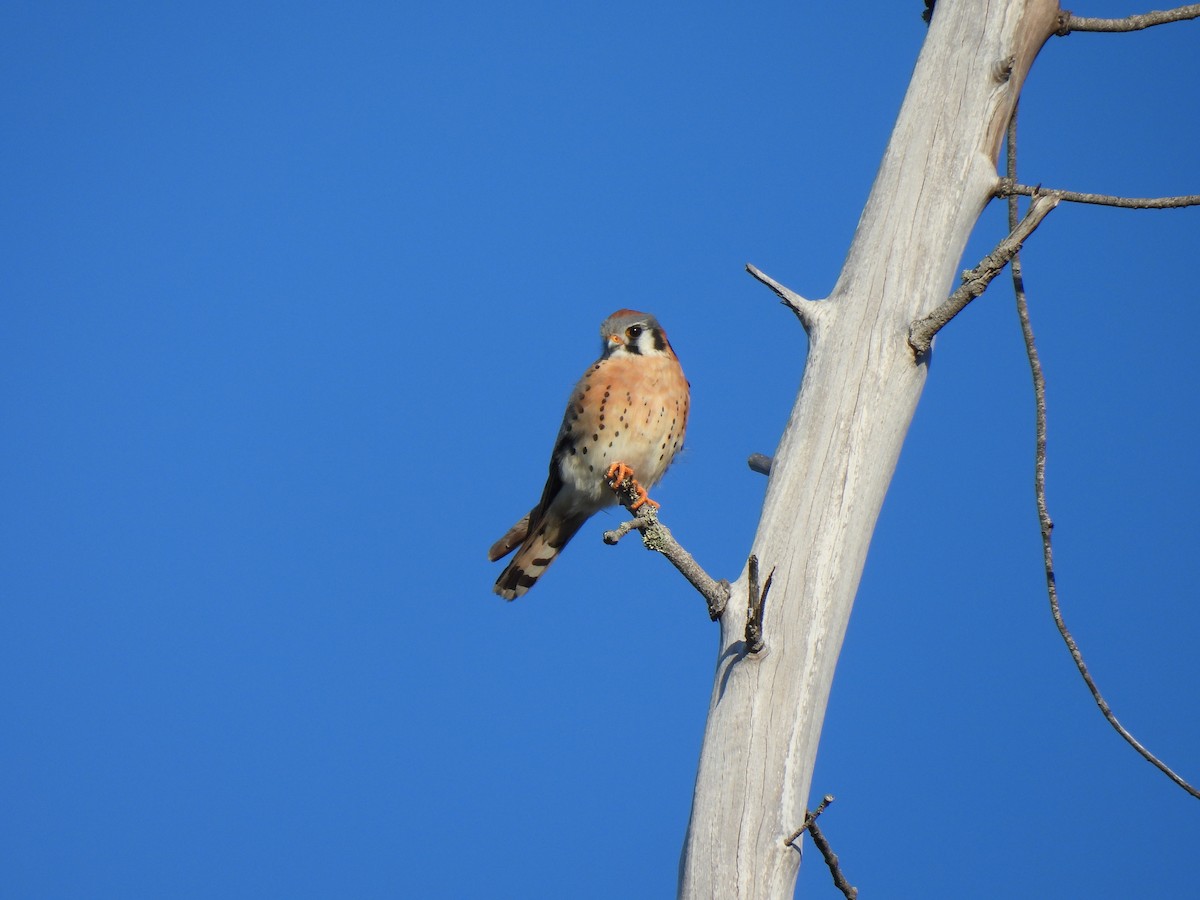 American Kestrel - ML617313943