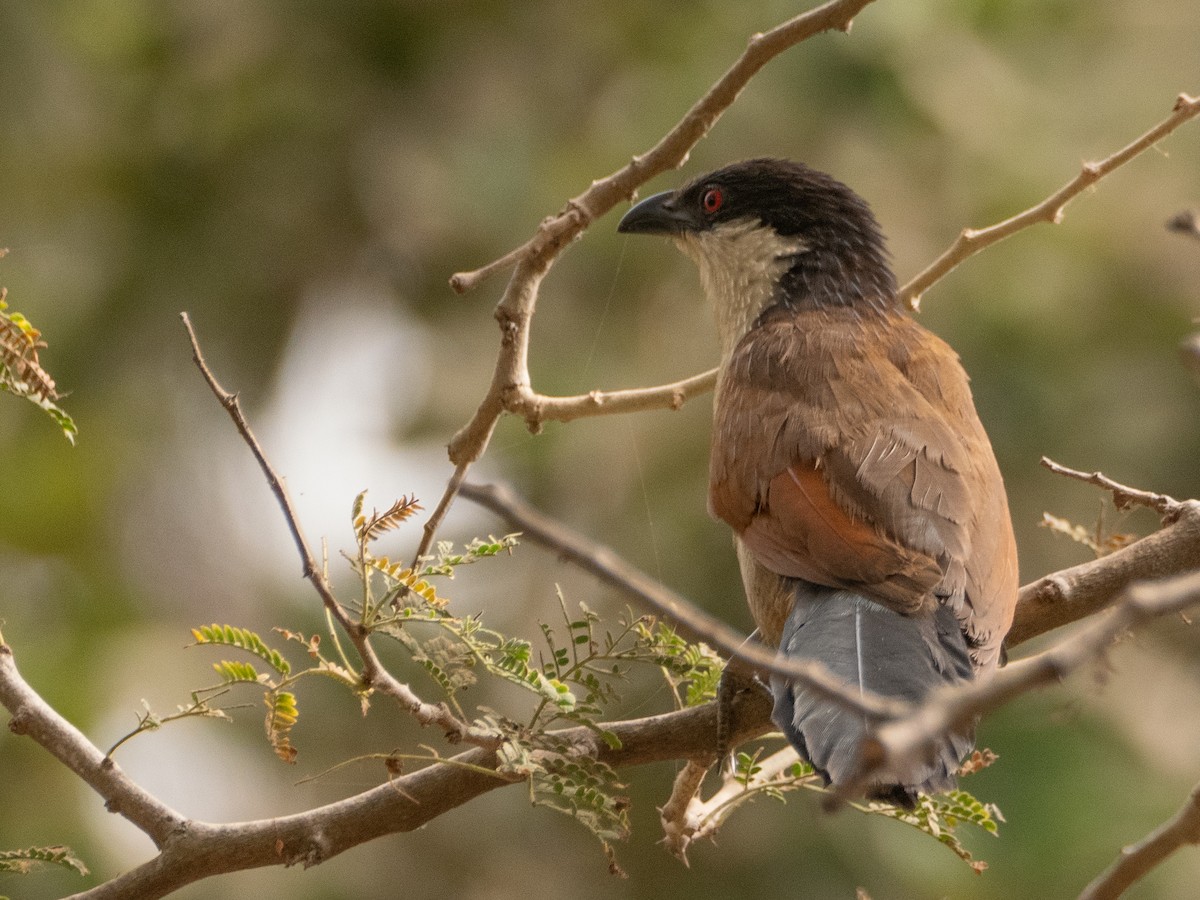 Senegal Coucal - Gavin Ailes