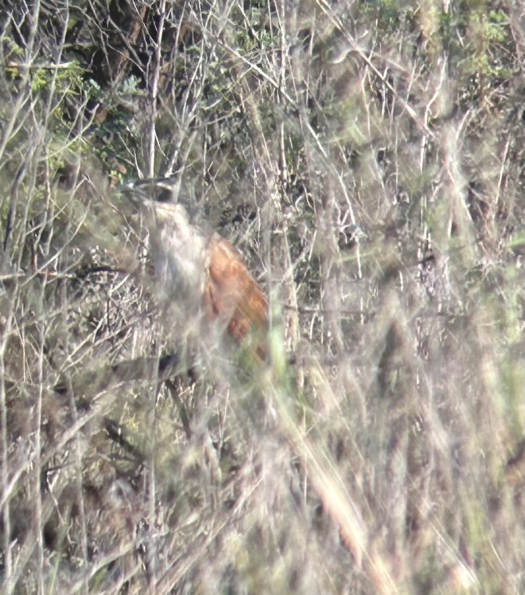 kukačka bělobrvá (ssp. burchellii/fasciipygialis) - ML617313977