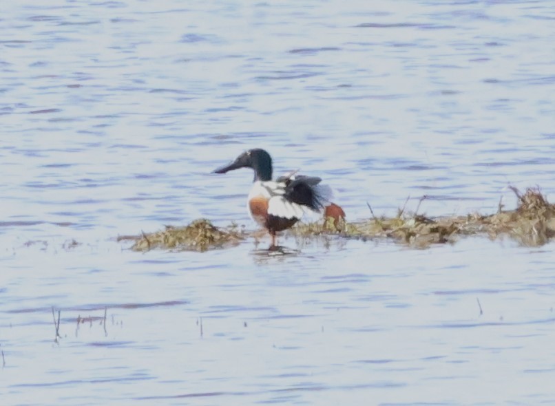 Northern Shoveler - ML617313985