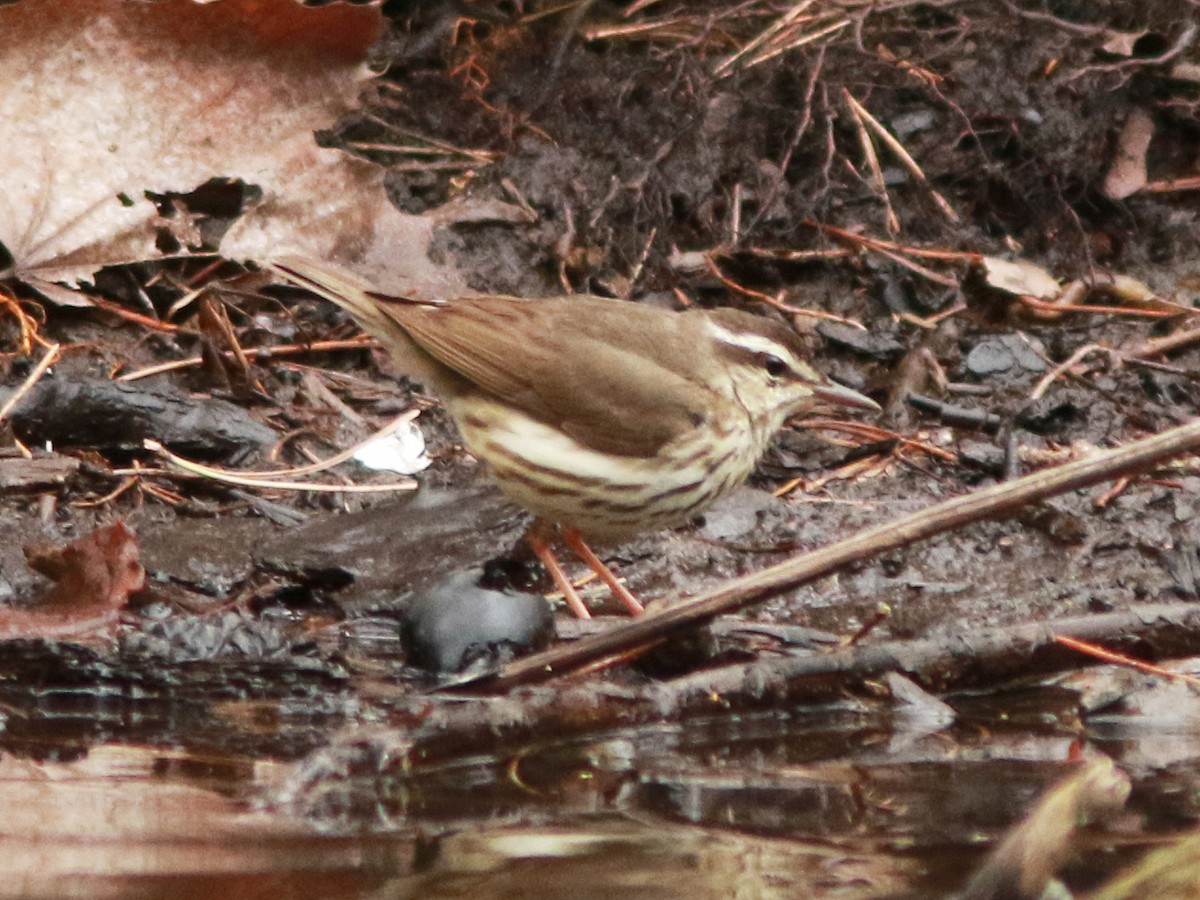 Louisiana Waterthrush - ML617314025