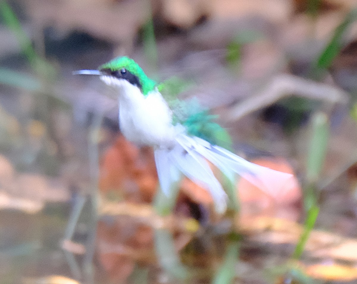 Colibrí Hada Occidental - ML617314029