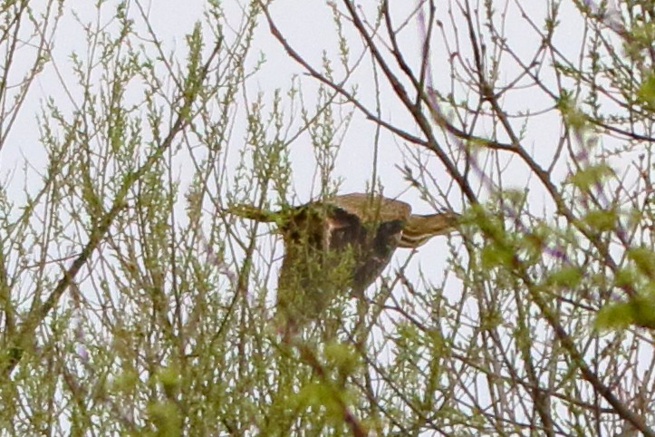 American Bittern - ML617314046