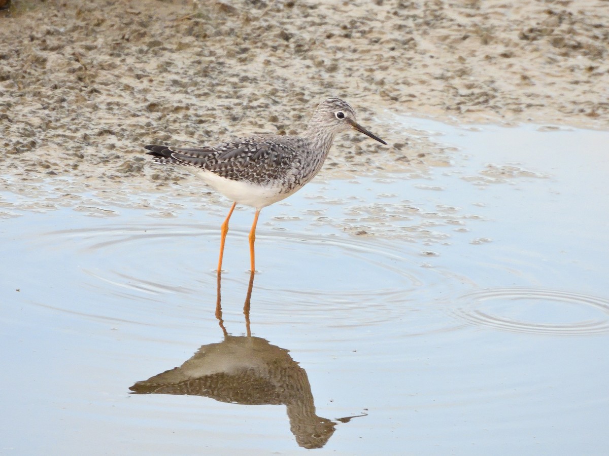 Lesser Yellowlegs - Antonio Tamayo