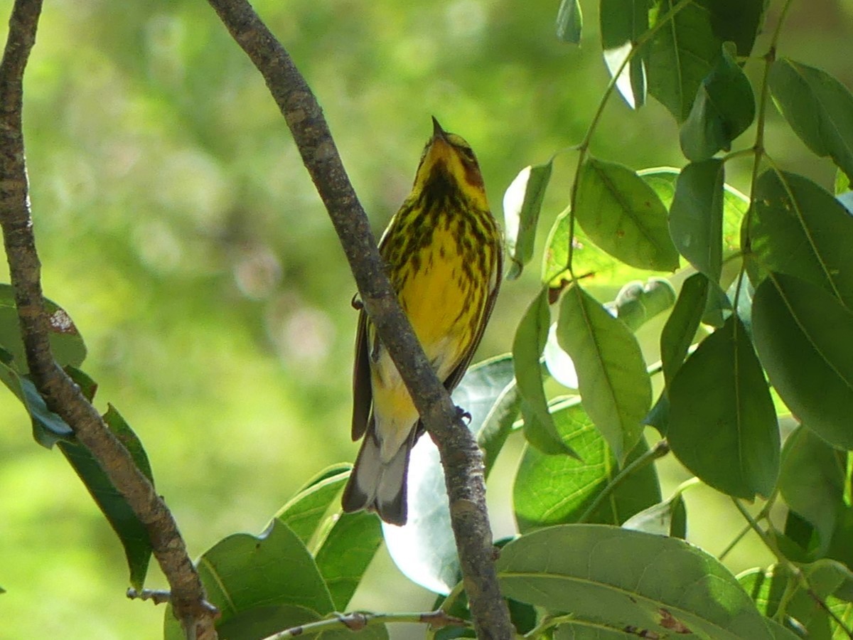 Cape May Warbler - ML617314112