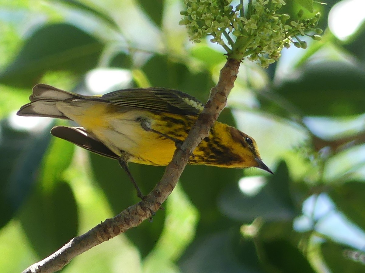 Cape May Warbler - ML617314113