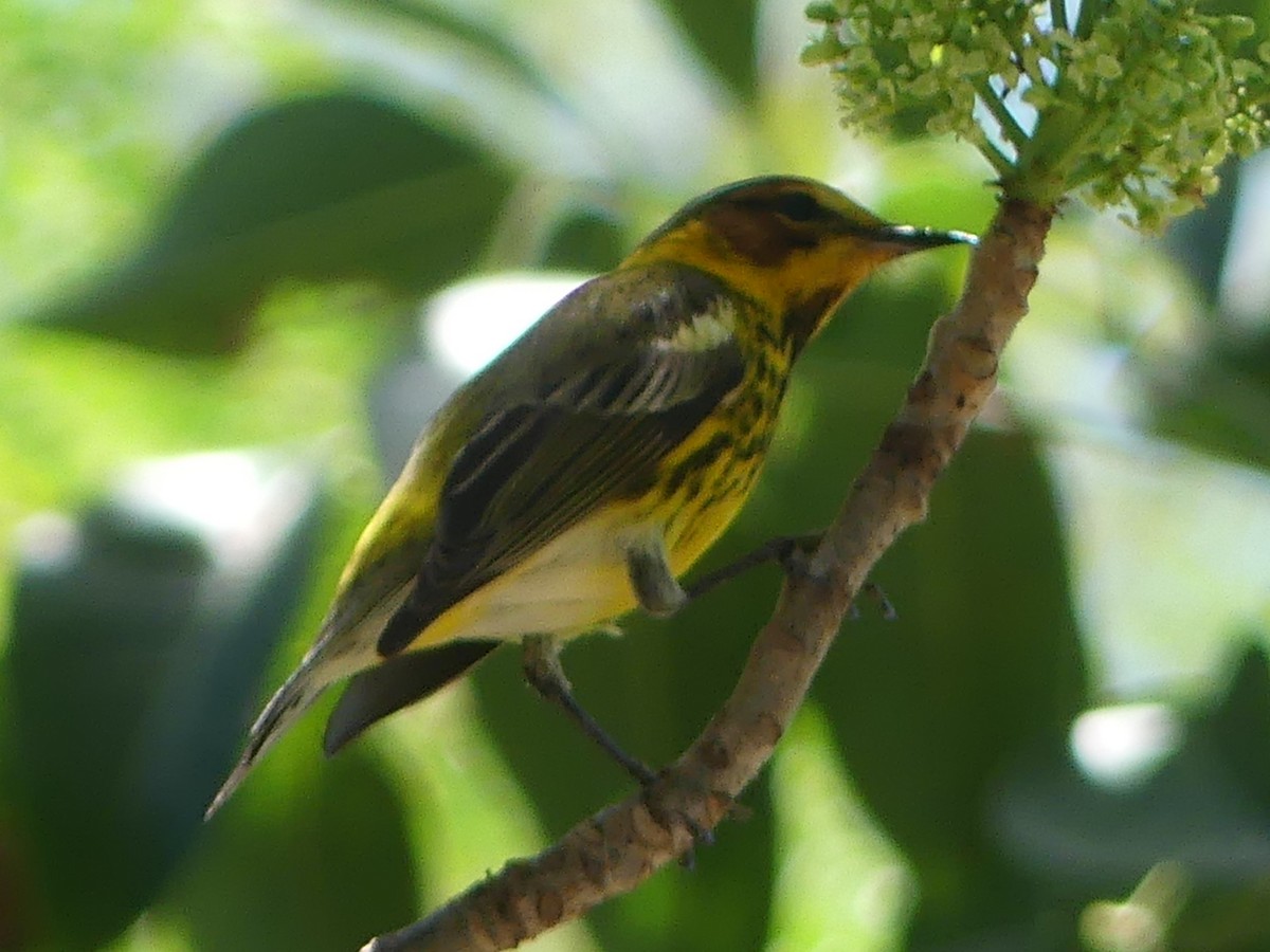 Cape May Warbler - ML617314114