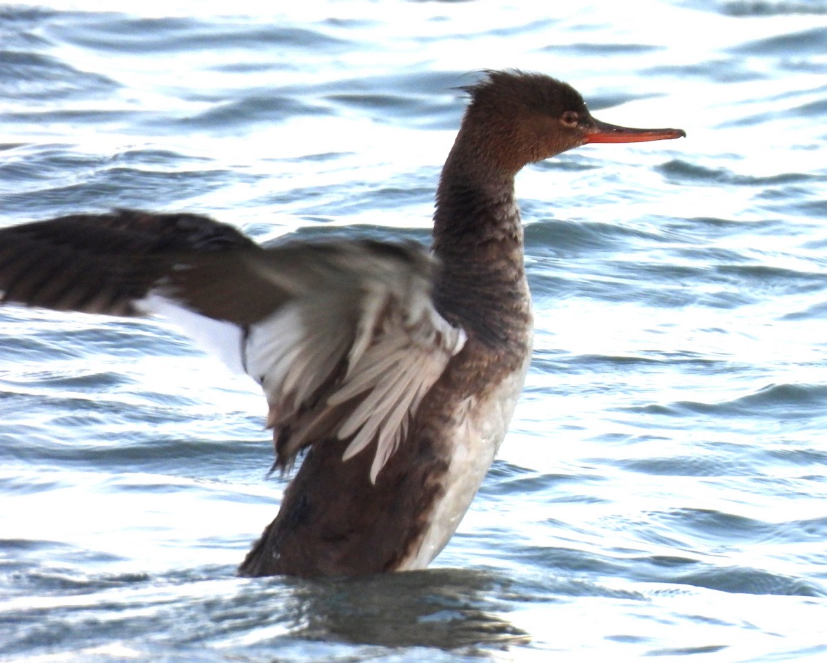 Red-breasted Merganser - ML617314126