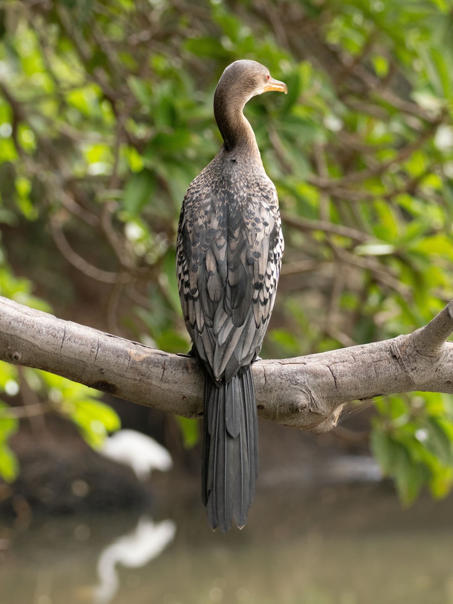 Long-tailed Cormorant - ML617314136