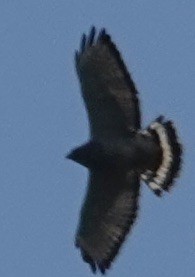 Broad-winged Hawk - ML617314175