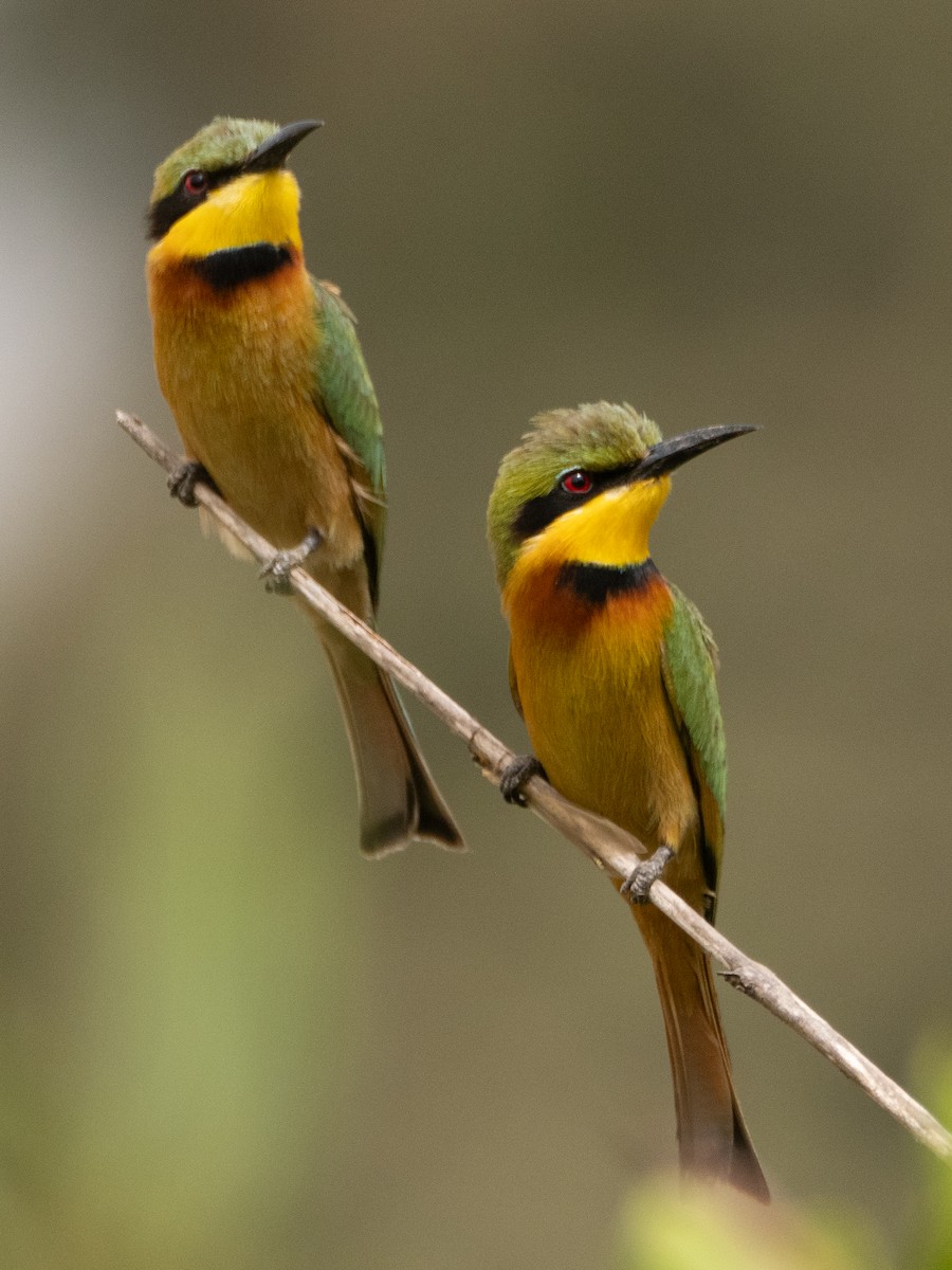Little Bee-eater - ML617314177
