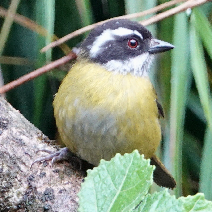 Sooty-capped Chlorospingus - judy shimm