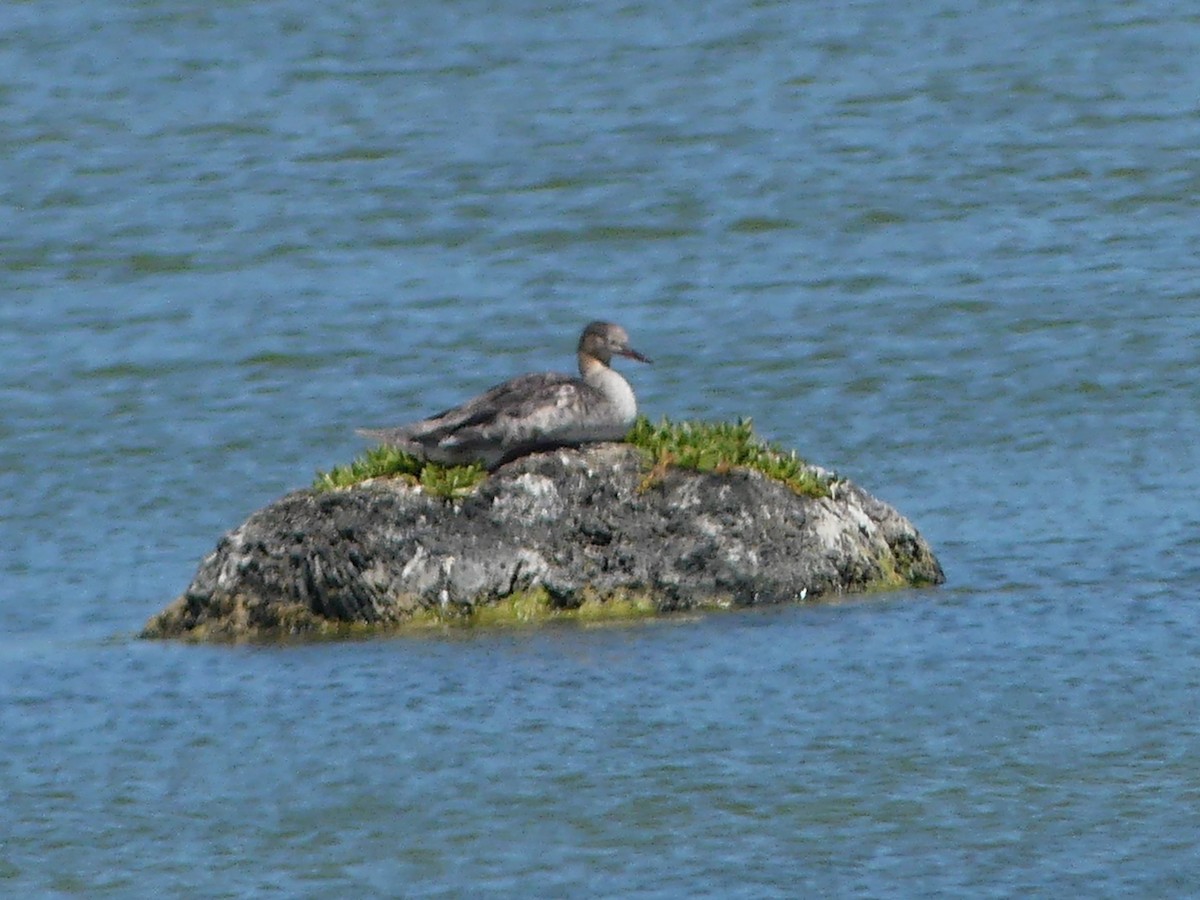 Red-breasted Merganser - ML617314235